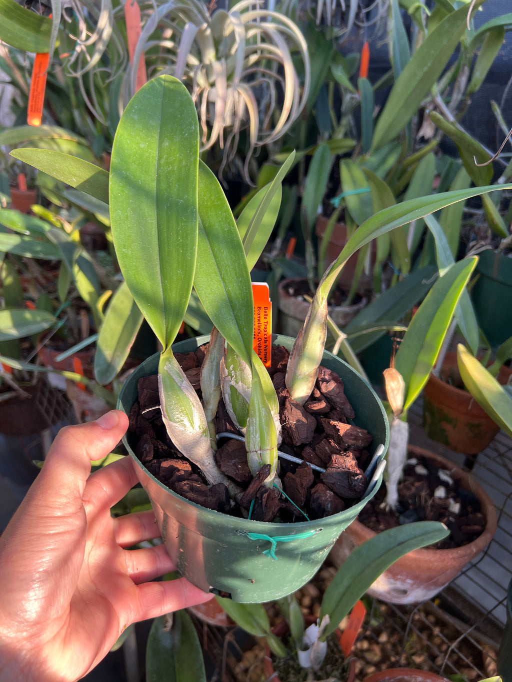 Laelia Anceps “Velvet King”