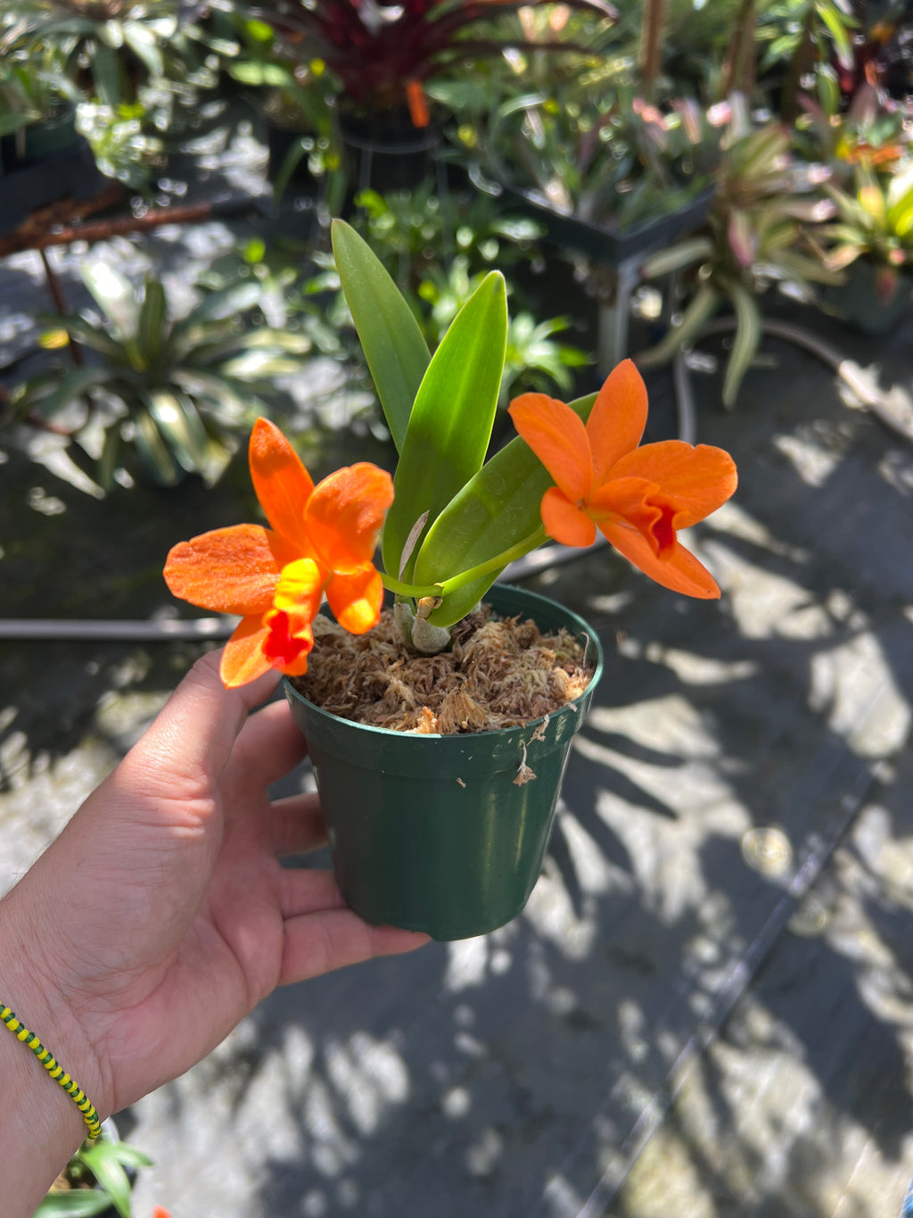 Rth. Shinfong Orange “Michael Tibbs”