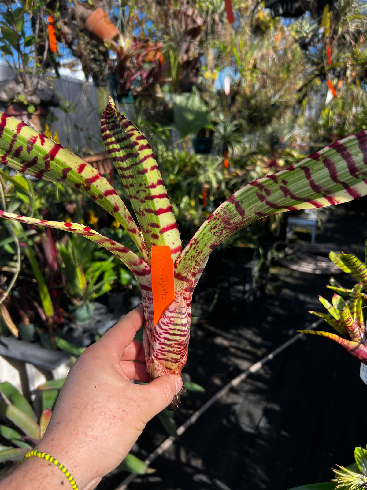 Neoregelia Gunsmoke