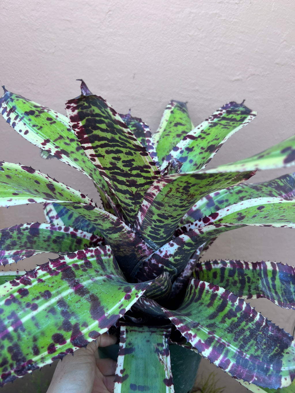 Neoregelia Melodrama “Skotak” RARE !!