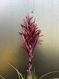Tillandsia Lineaspica Clone #2