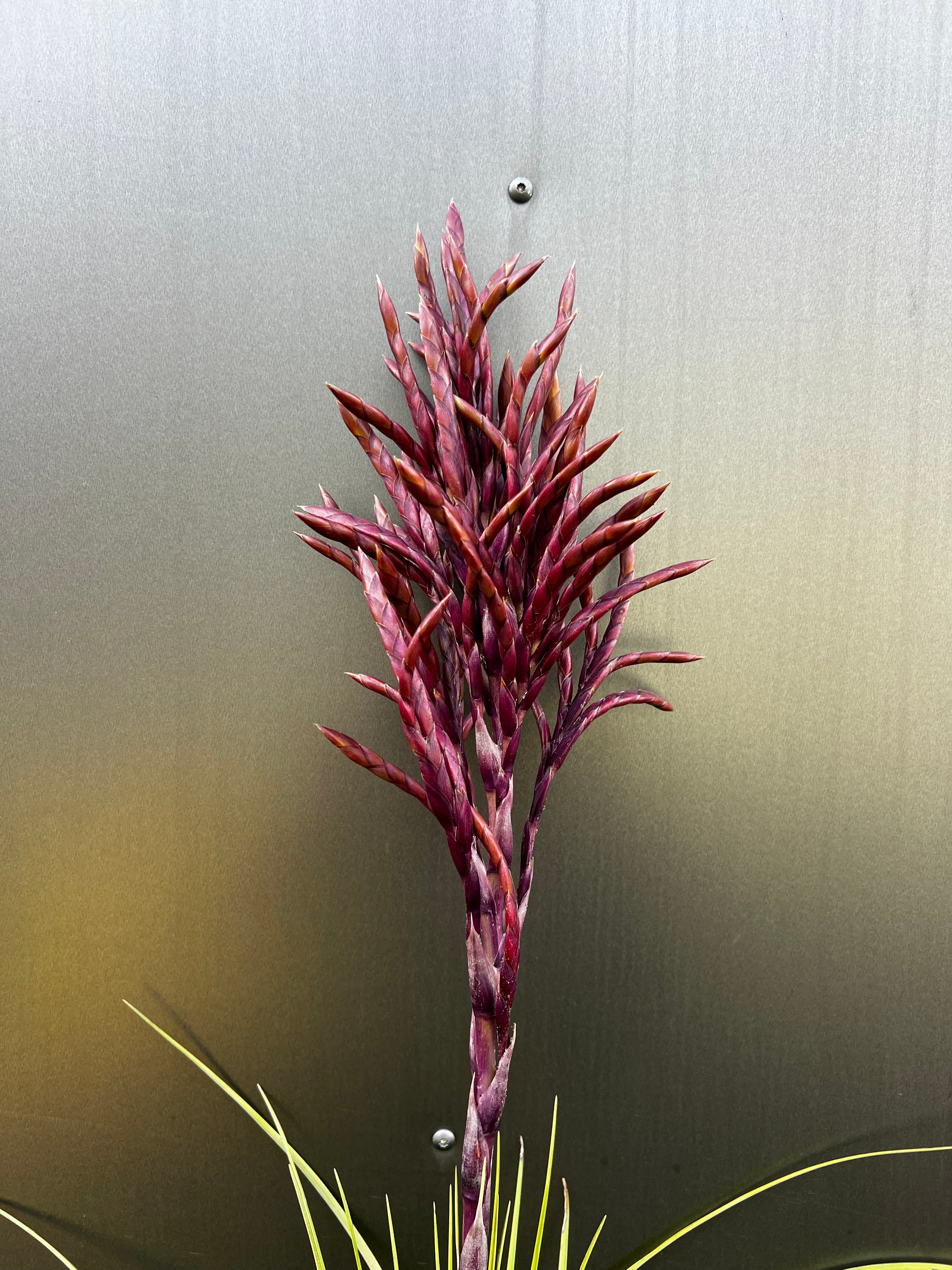 Tillandsia Lineaspica Clone #2