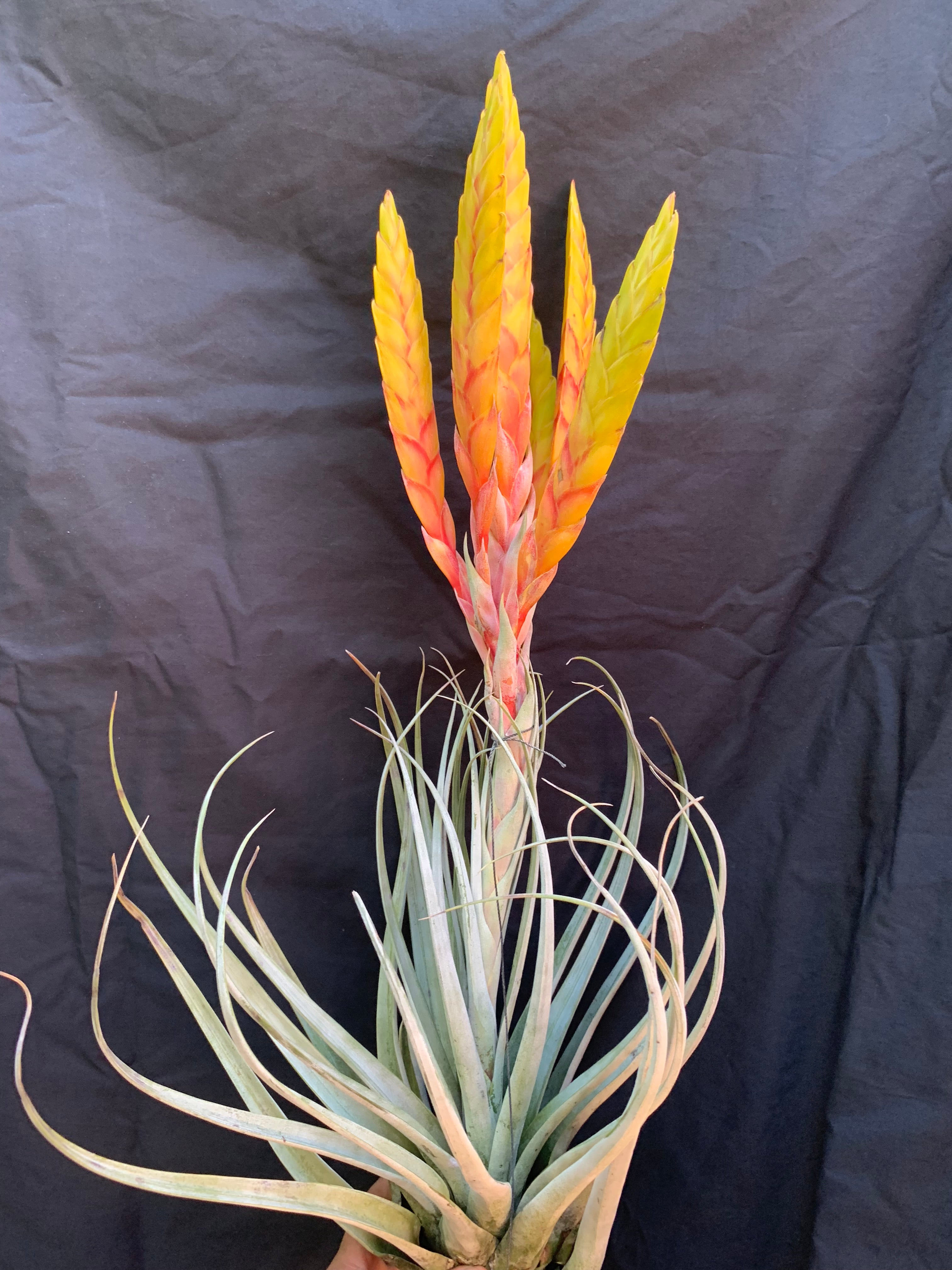 Tillandsia Honduran Blush