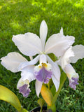 Cattleya Labiata “Coerulea”