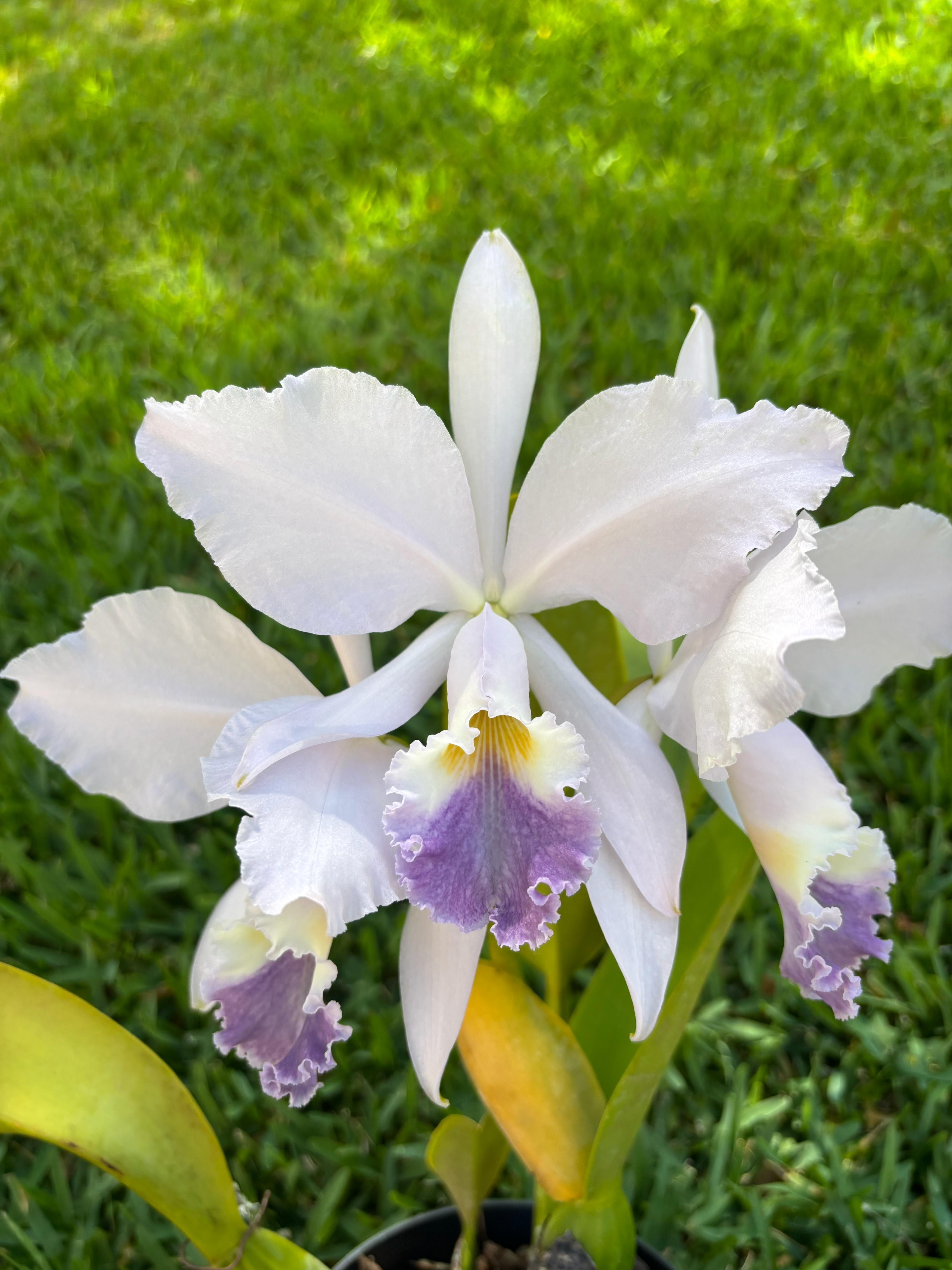 Cattleya Labiata “Coerulea”