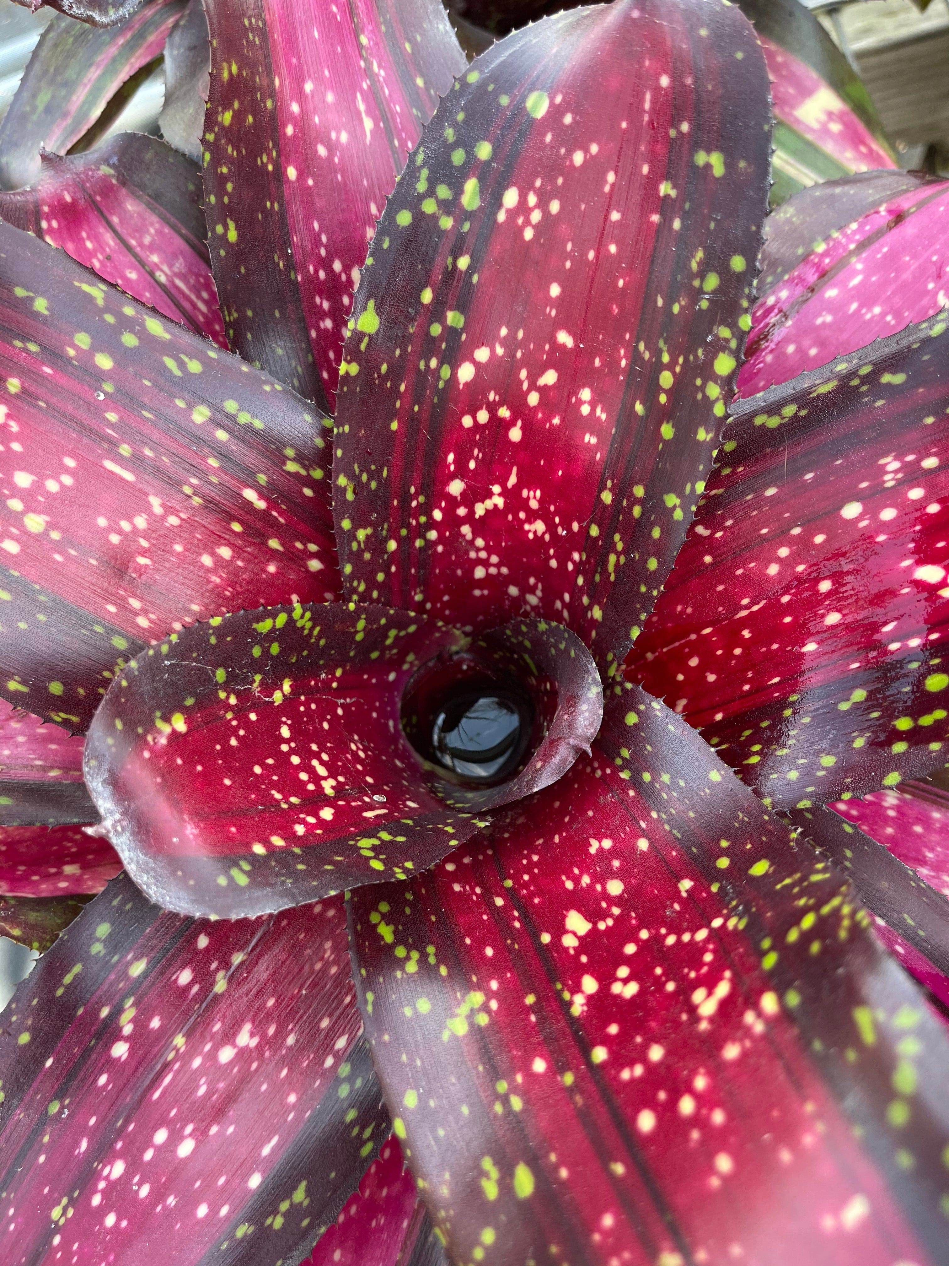 Neoregelia Whiz Bang “Skotak”
