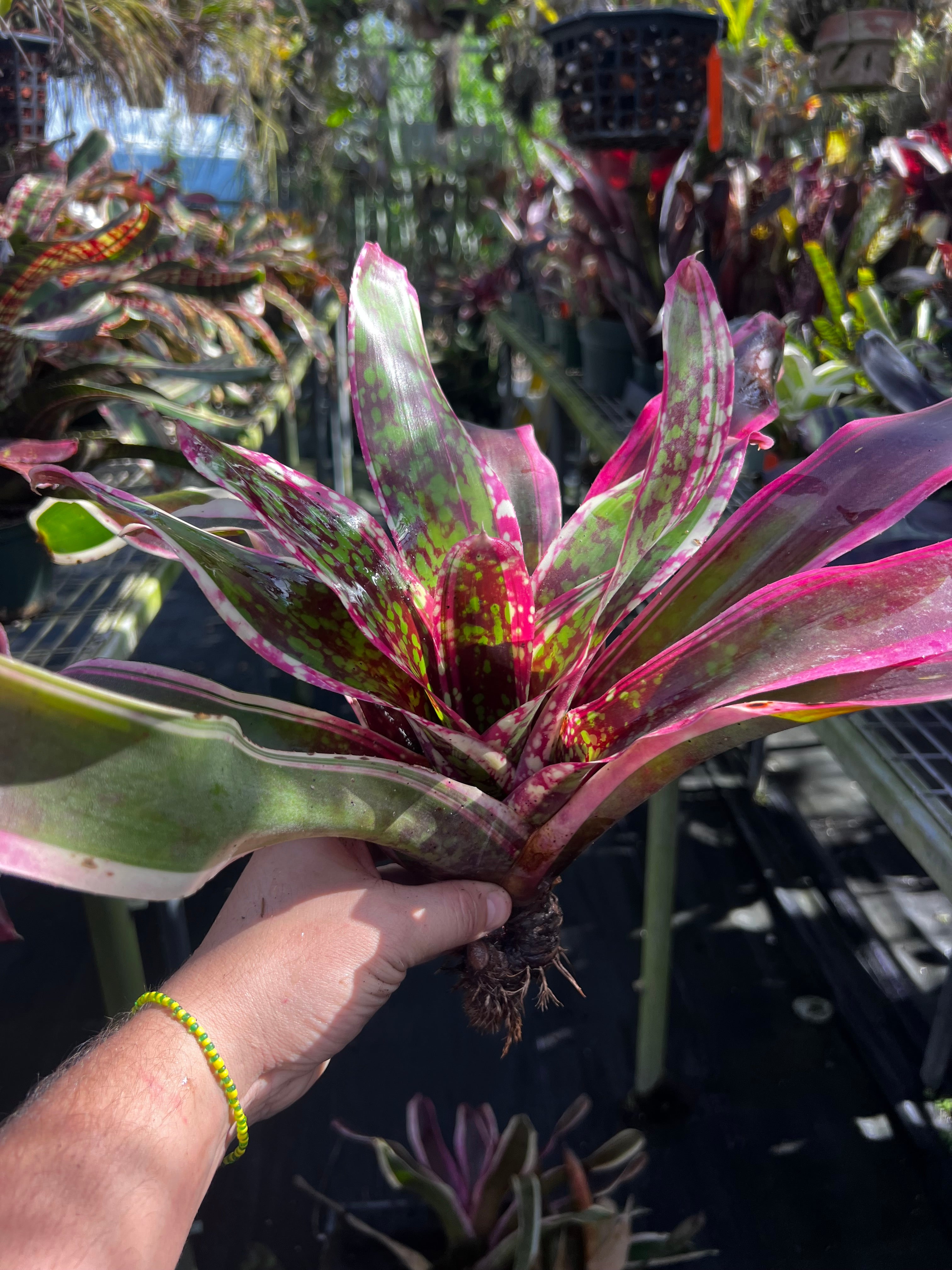 Neoregelia Cumbia