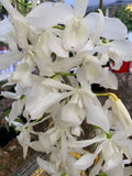 Dendorbium Anosmum Alba