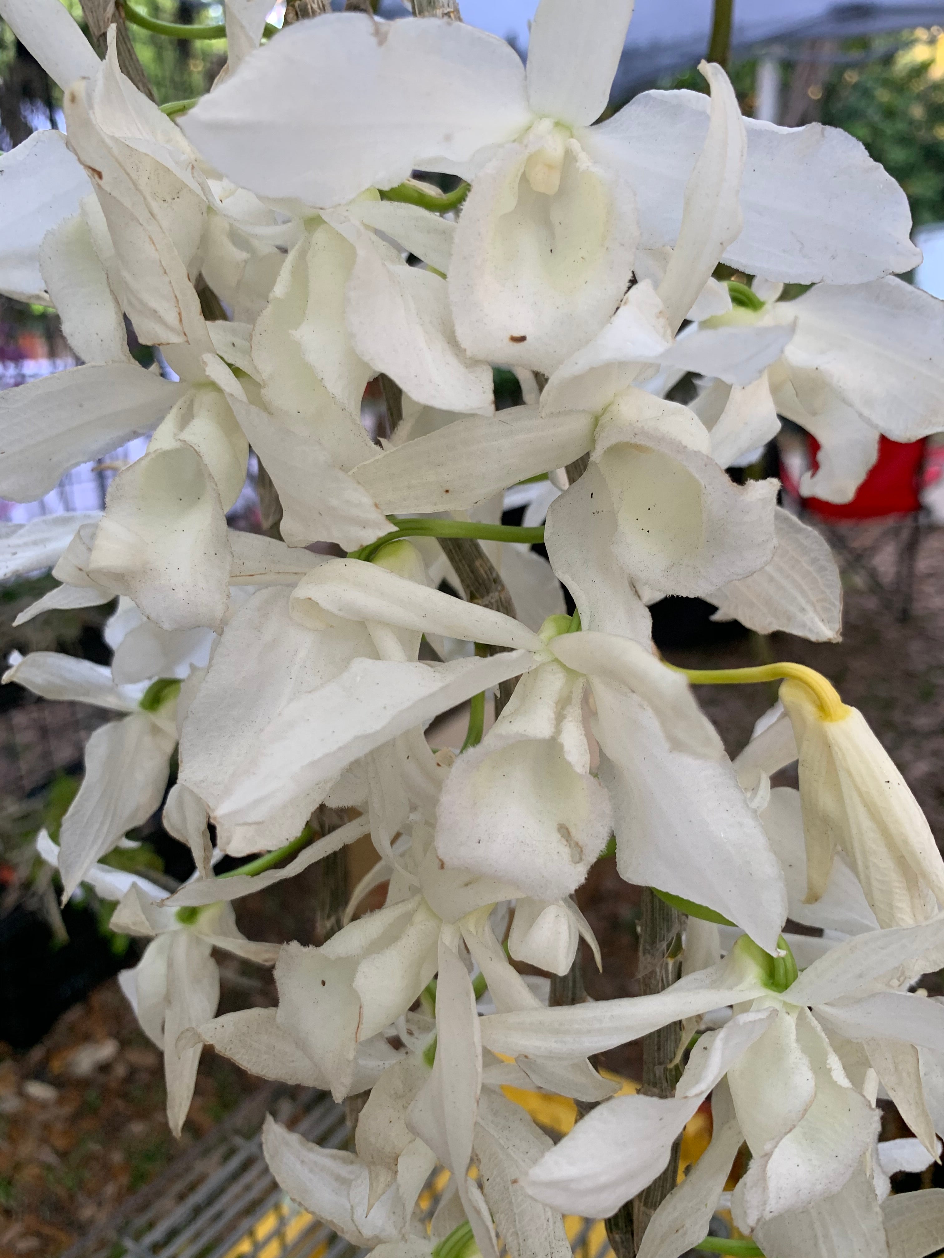 Dendorbium Anosmum Alba