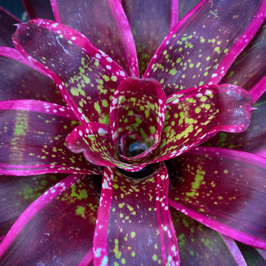 Neoregelia Cumbia