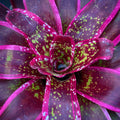 Neoregelia Cumbia