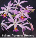 Shomburkia Veronica Romero