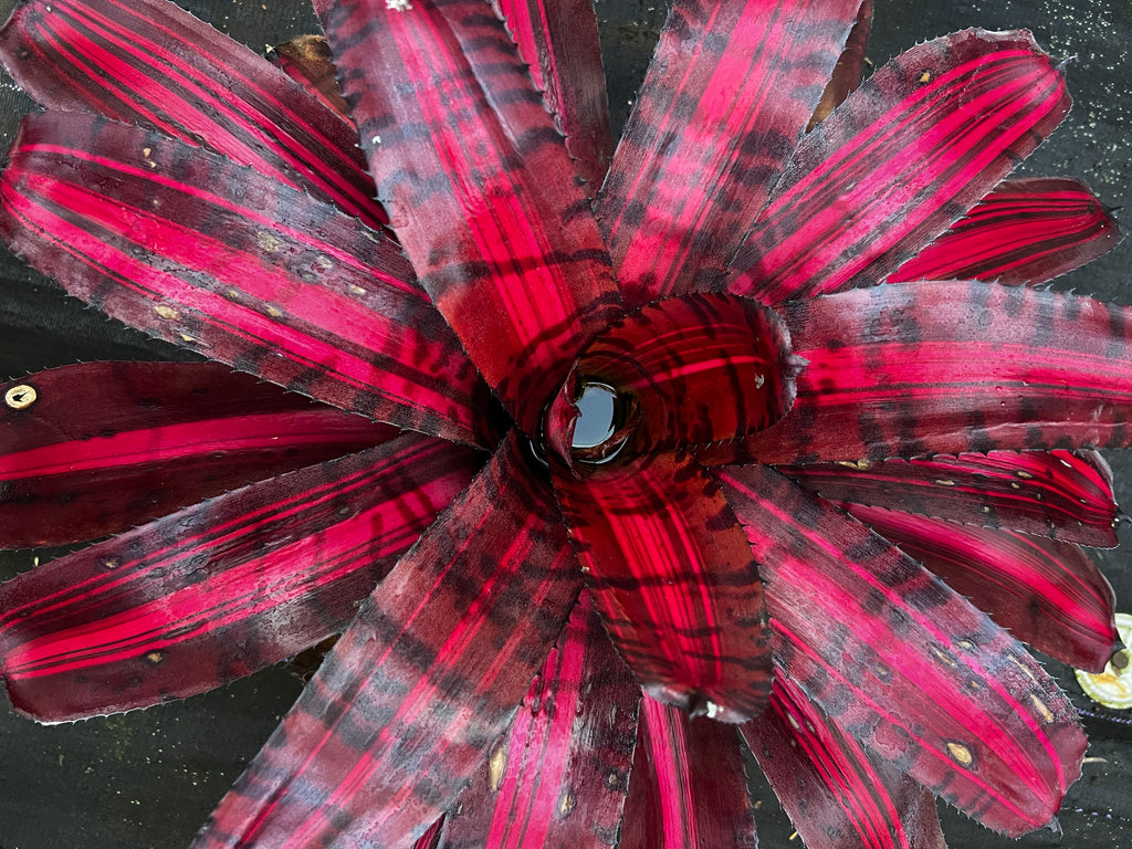 Neoregelia Bada Bing “Skotak”