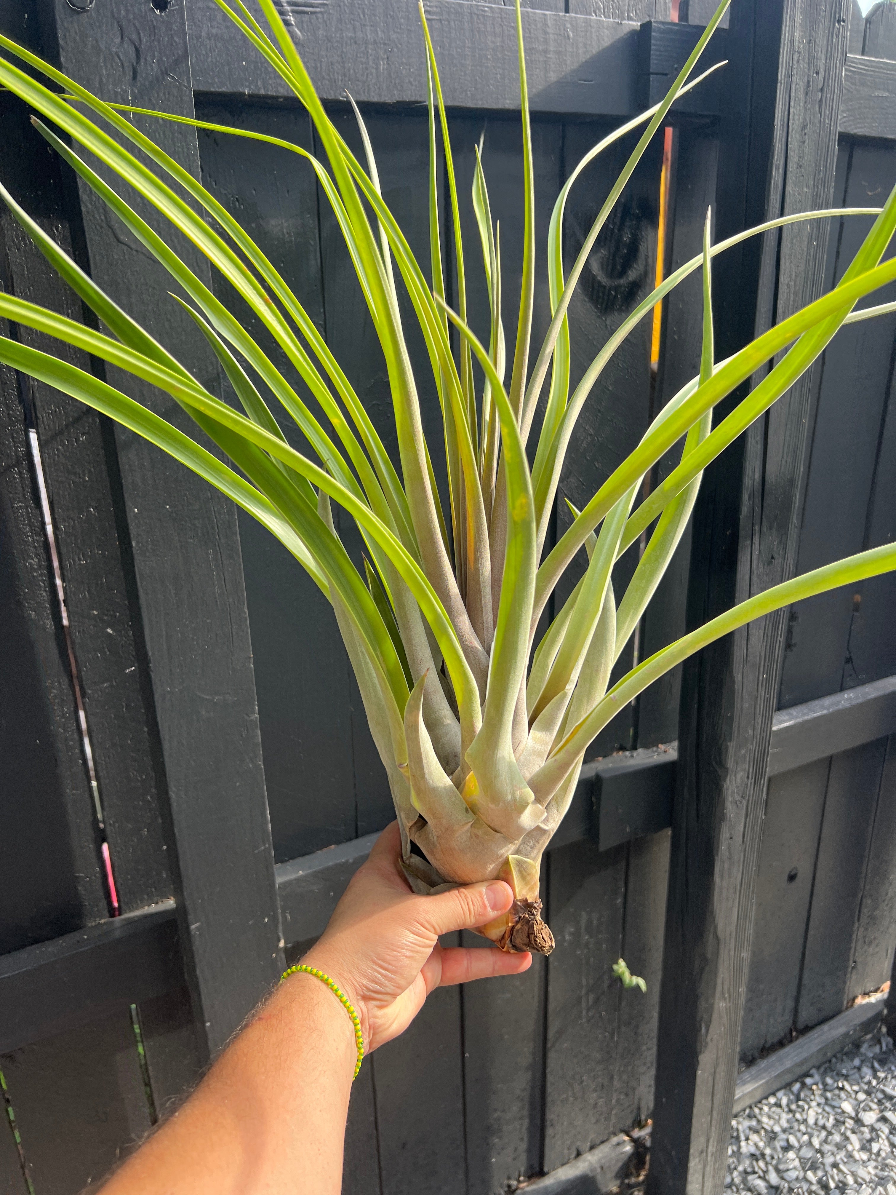 Tillandsia Chandelier