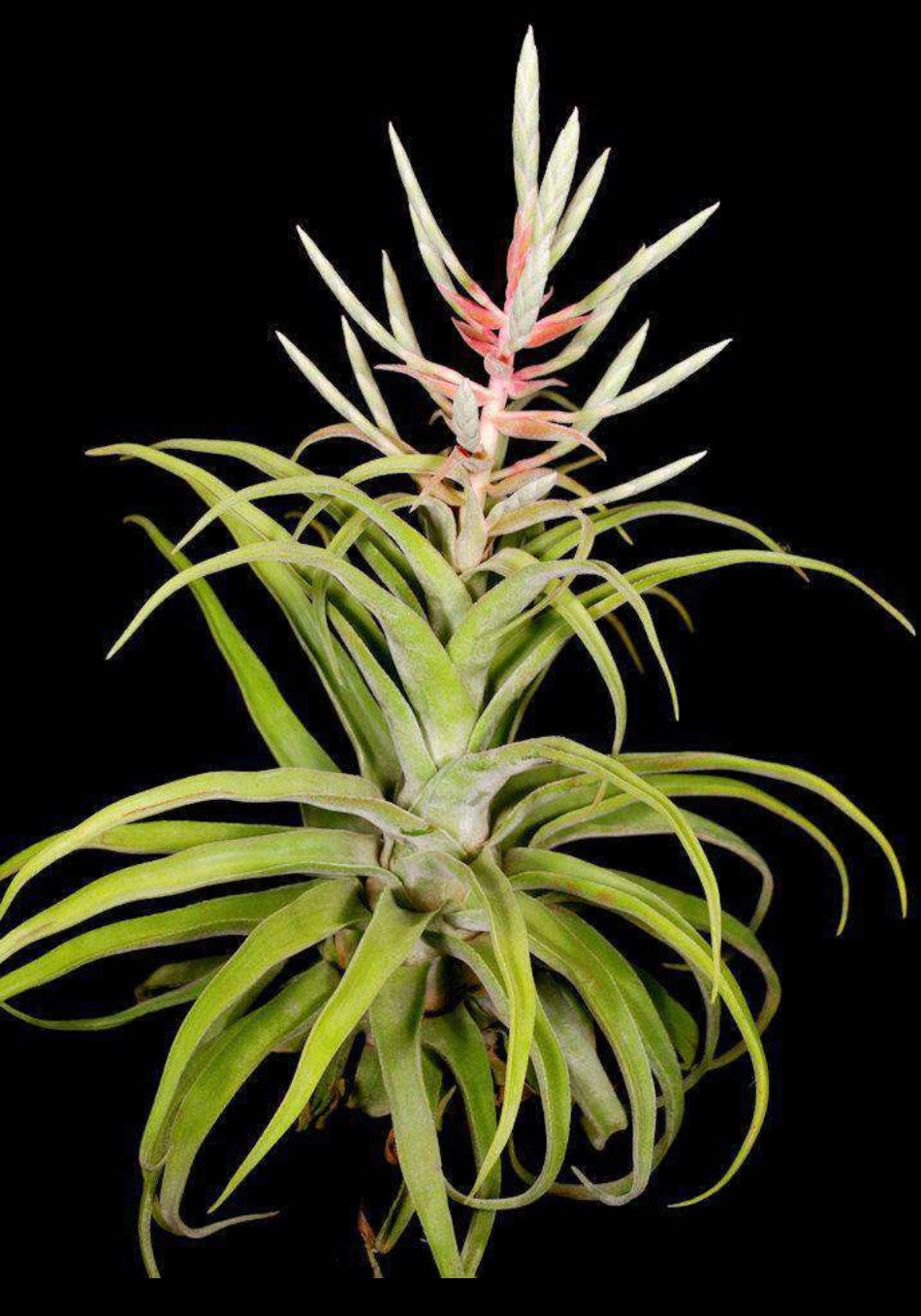 Tillandsia Lucille