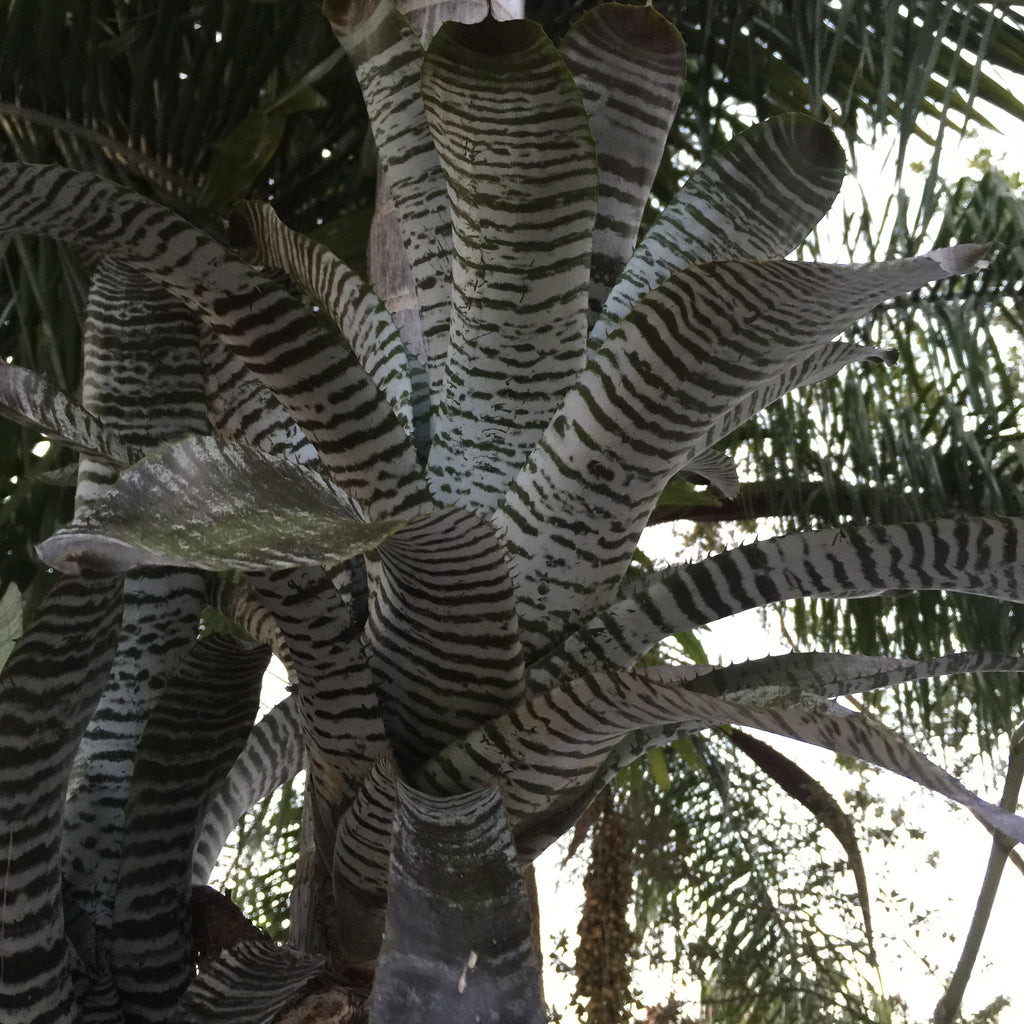 Aechmea Chantinii “De Leon”