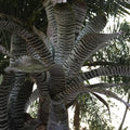 Aechmea Chantinii “De Leon”