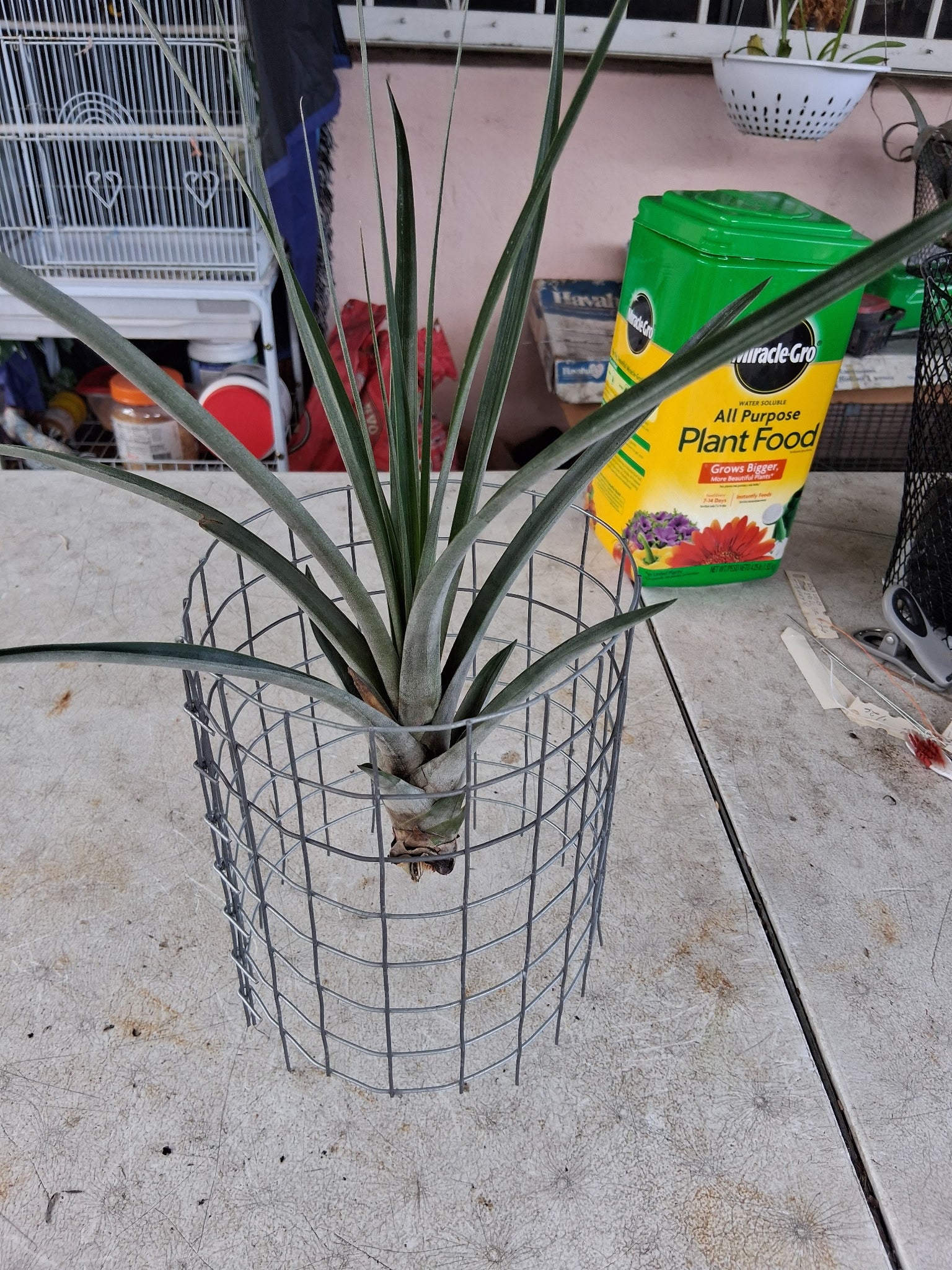 Tillandsia Key West " NEW 2026 FIRST RELEASE"