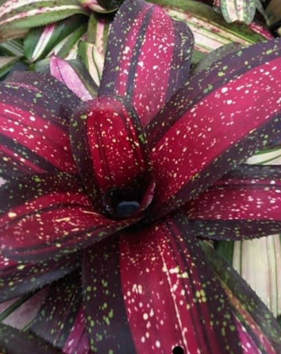 Neoregelia Whiz Bang “Skotak”