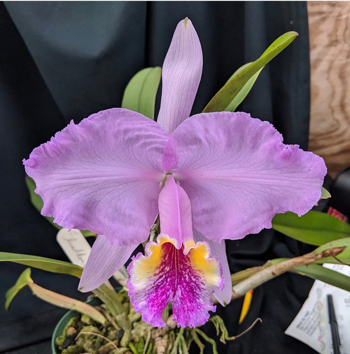 Cattleya Lueddemanniana Ingle X Anne