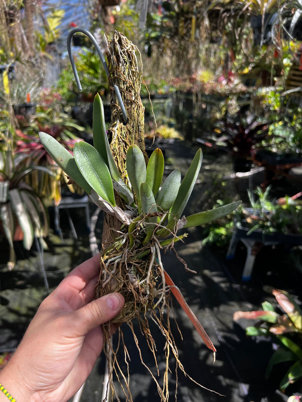Rhycholaelia Glauca “Orchid Eros”