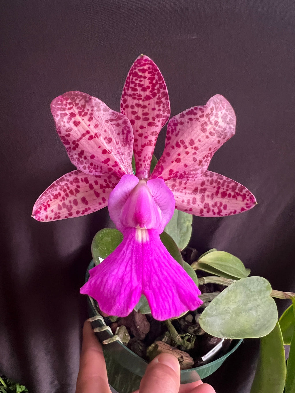 Cattleya Measuresiana