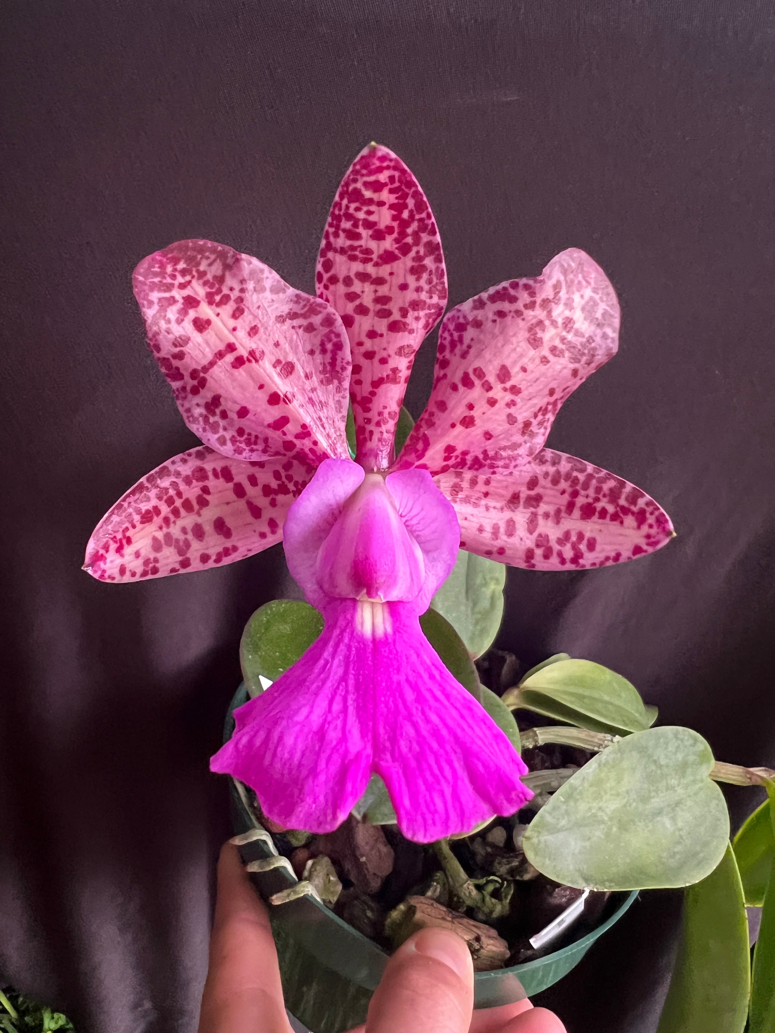 Cattleya Measuresiana