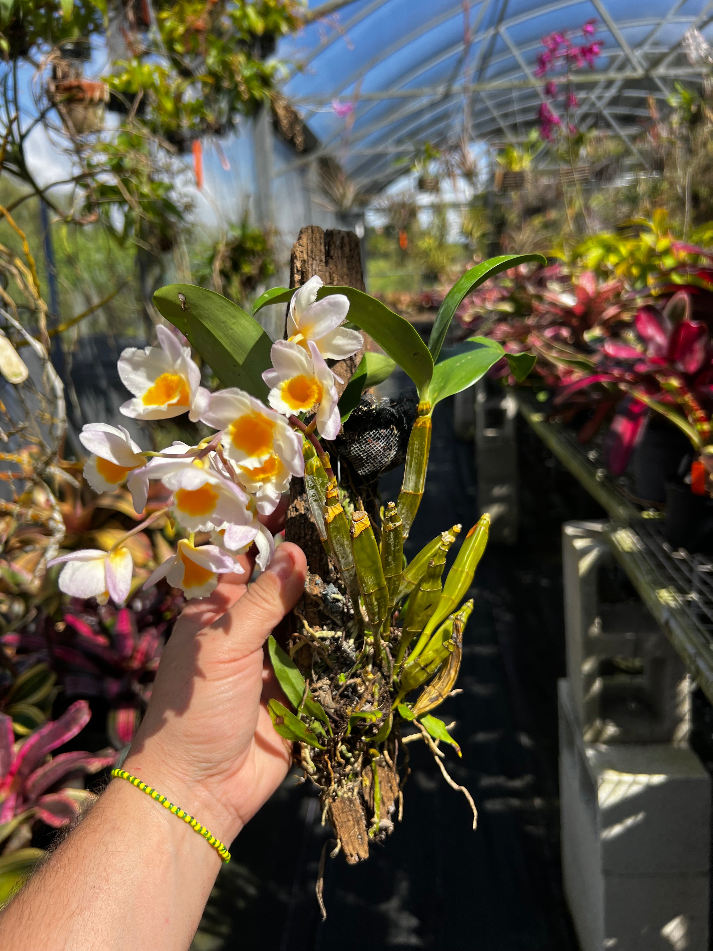 Dendrobium Farmeri