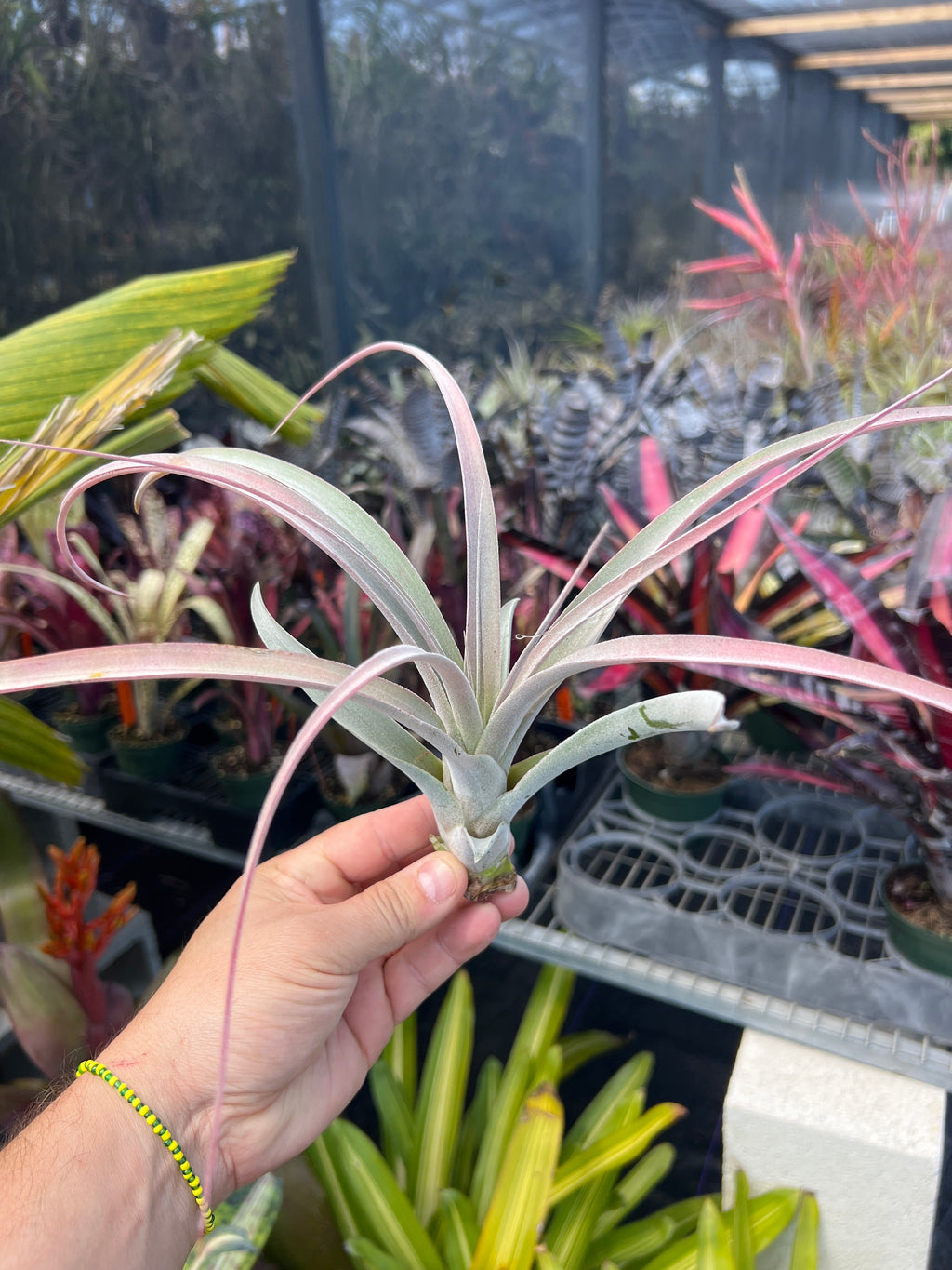 Tillandsia Miami Magic “Correale”