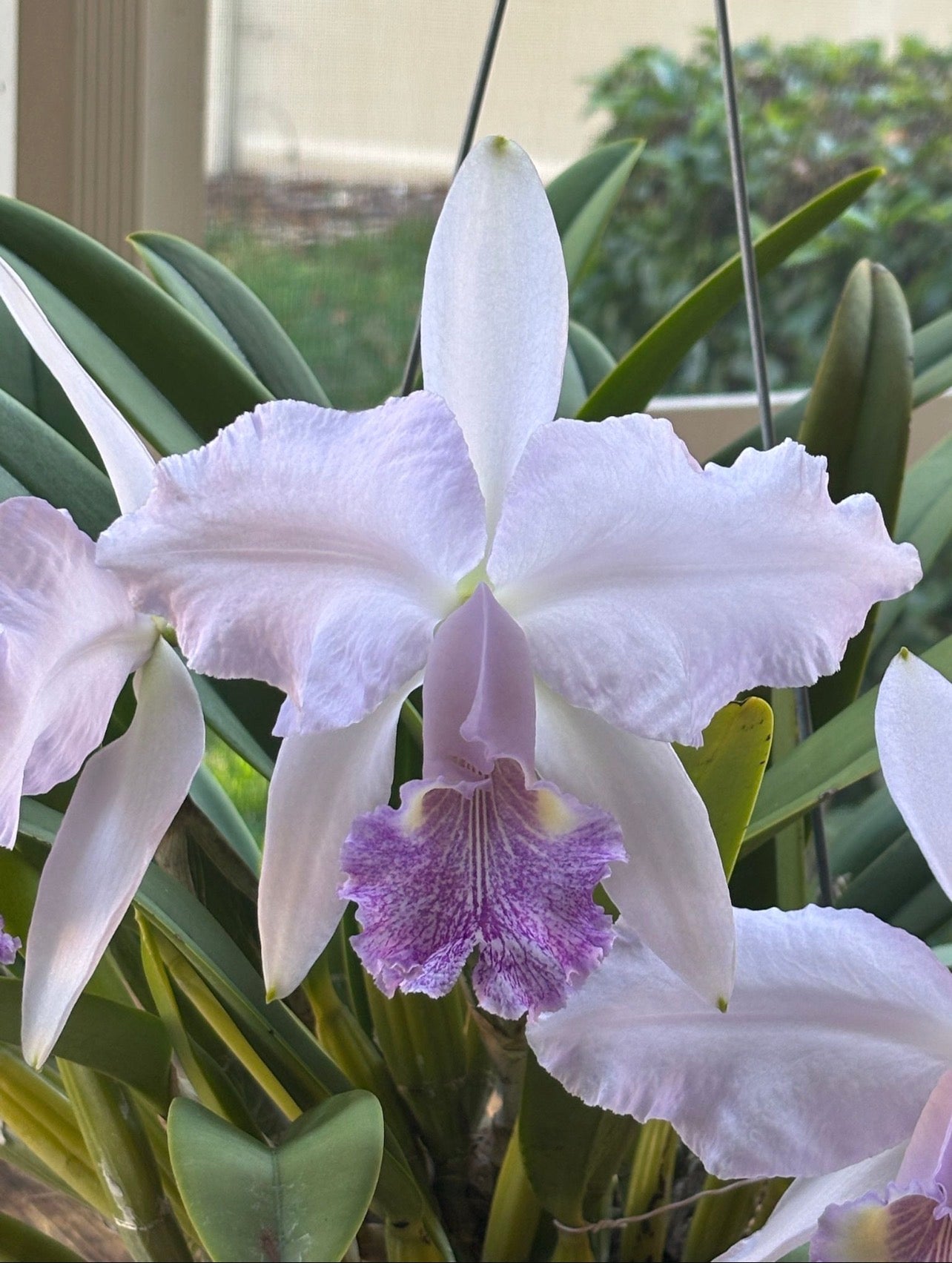 Cattleya Lueddemanniana Coerulea “Oscumare”