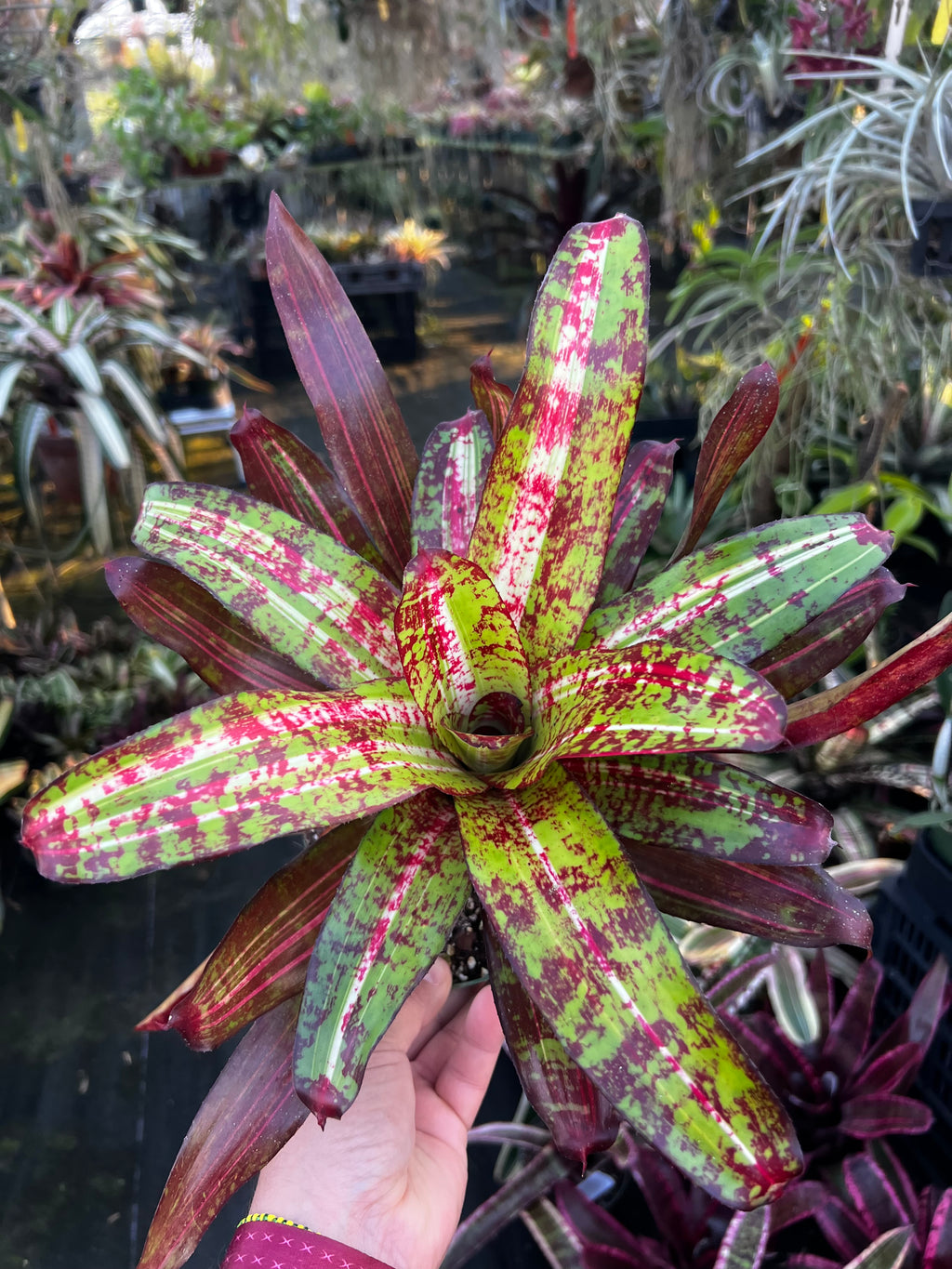 Neoregelia Smokin Hot “Skotak”