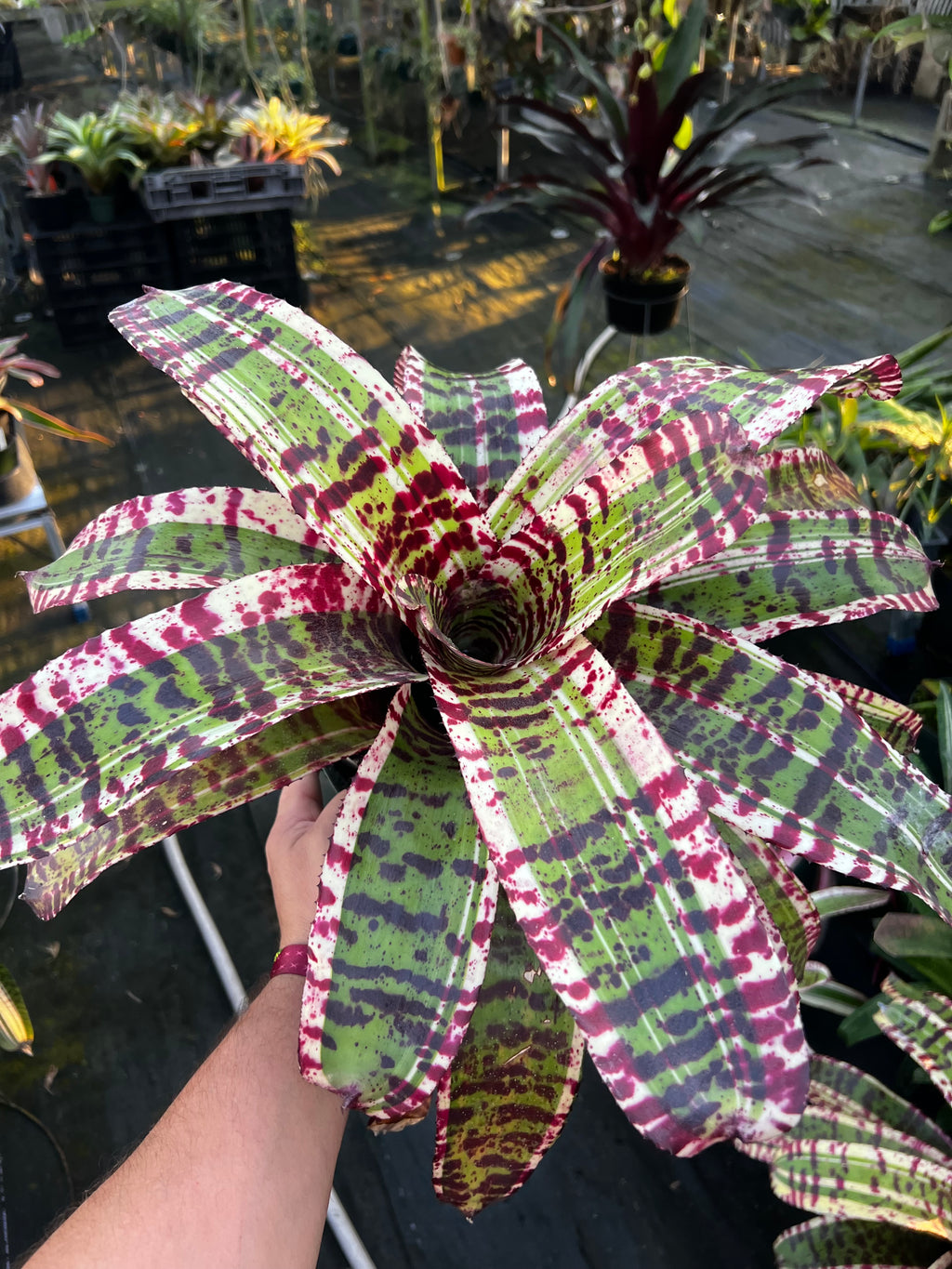 Neoregelia Time Bandit “Skotak”
