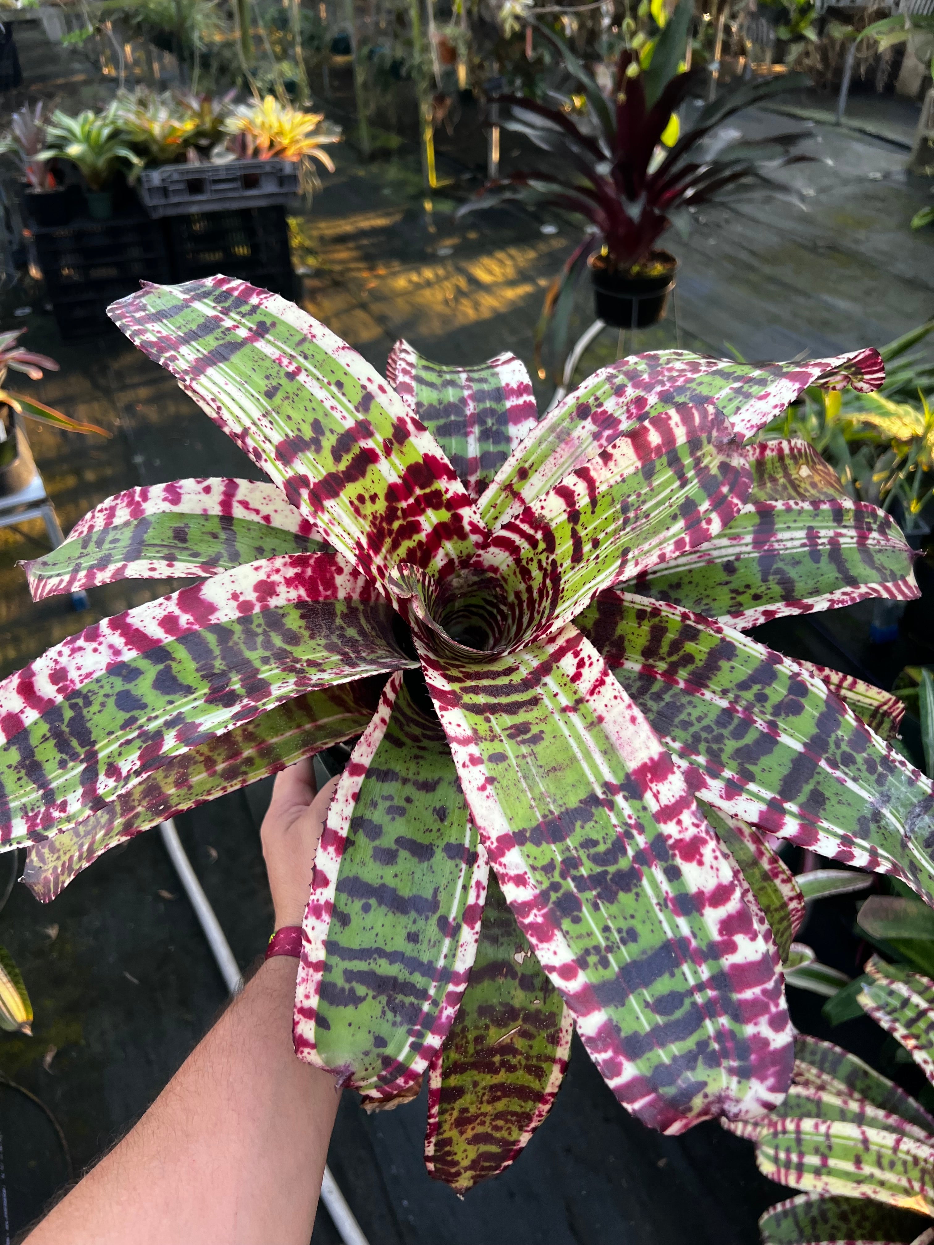 Neoregelia Time Bandit “Skotak”