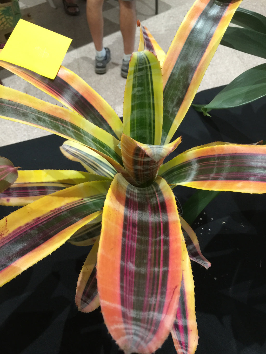 Aechmea Miami Heat