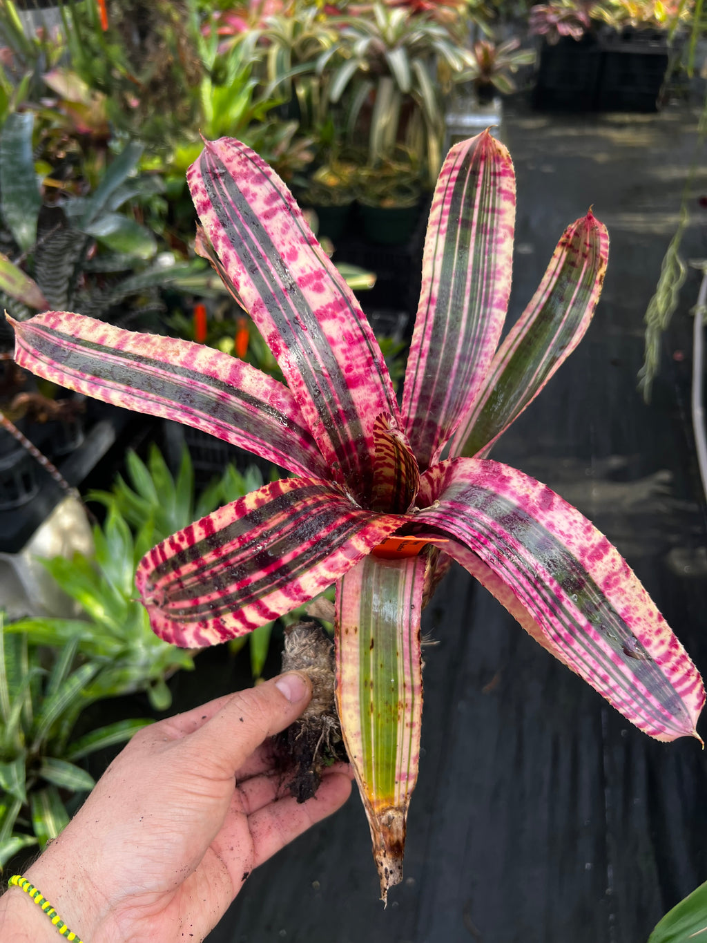 Neoregelia Electra "Skotak"
