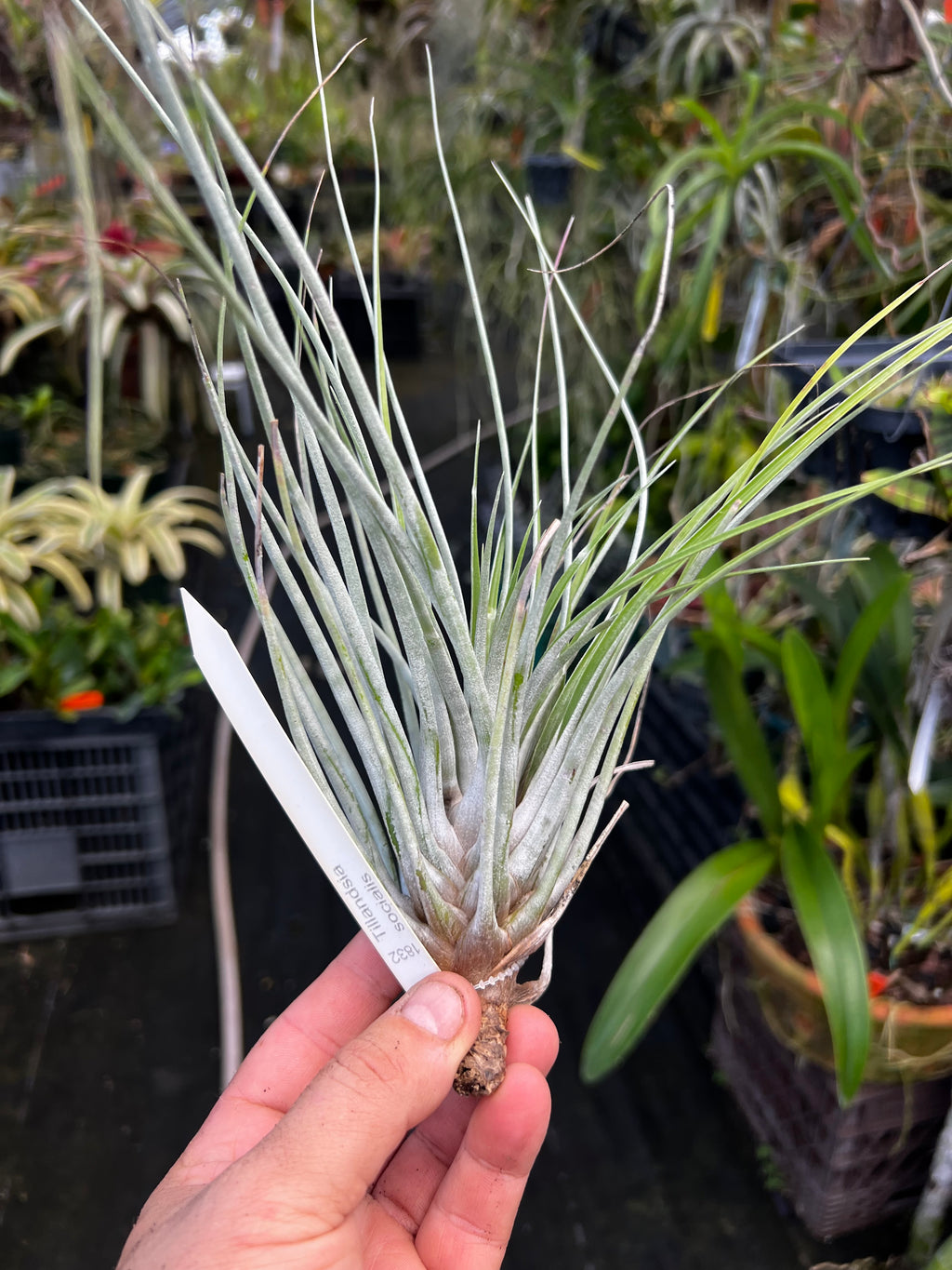 Tillandsia Socialis