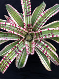 Neoregelia Gunsmoke