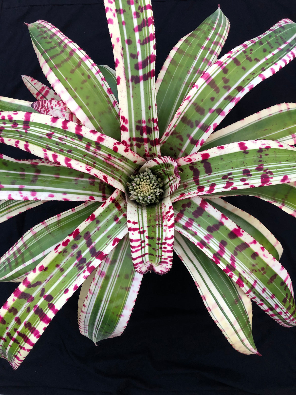 Neoregelia Gunsmoke