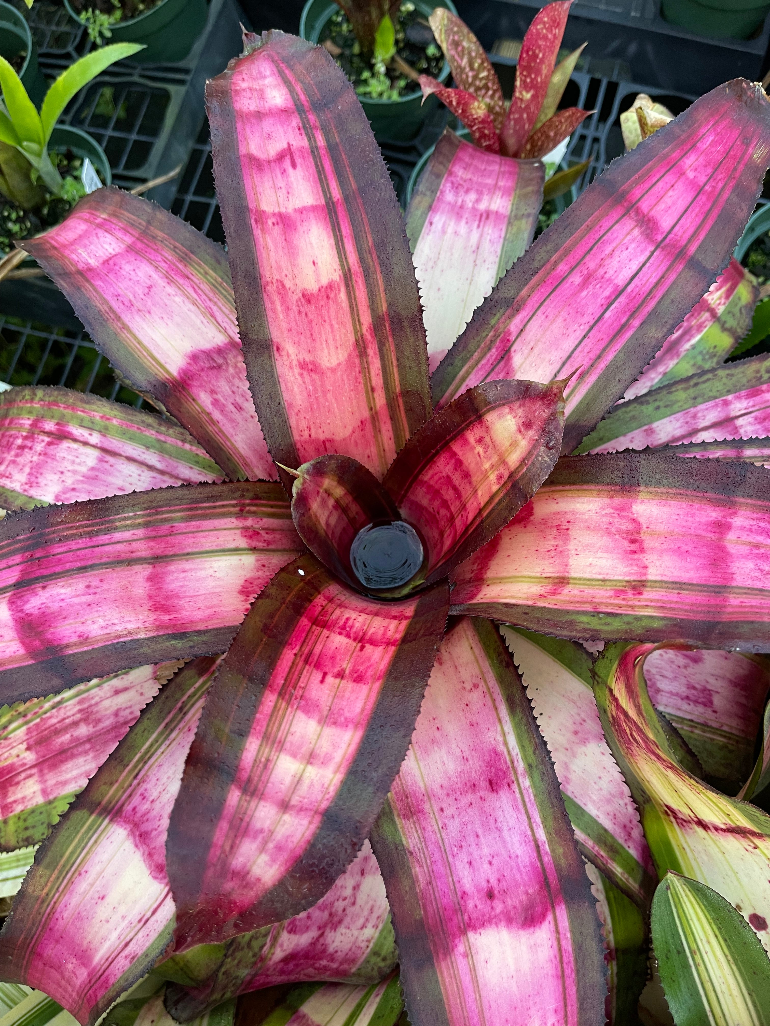 Neoregelia Tidal Wave " Skotak"