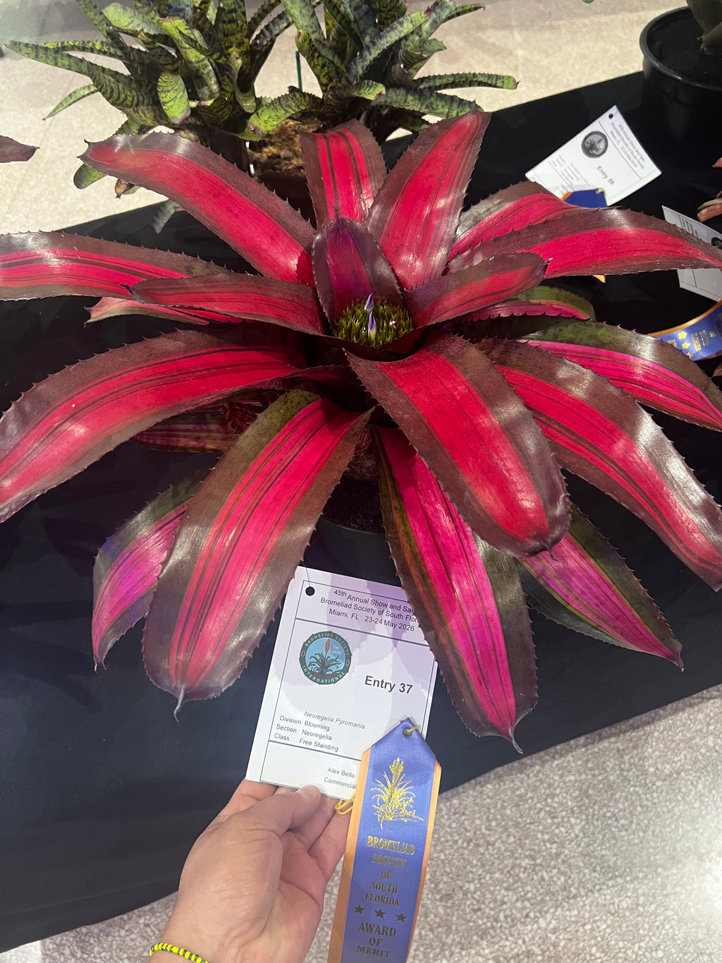Neoregelia Pyromania "Skotak"