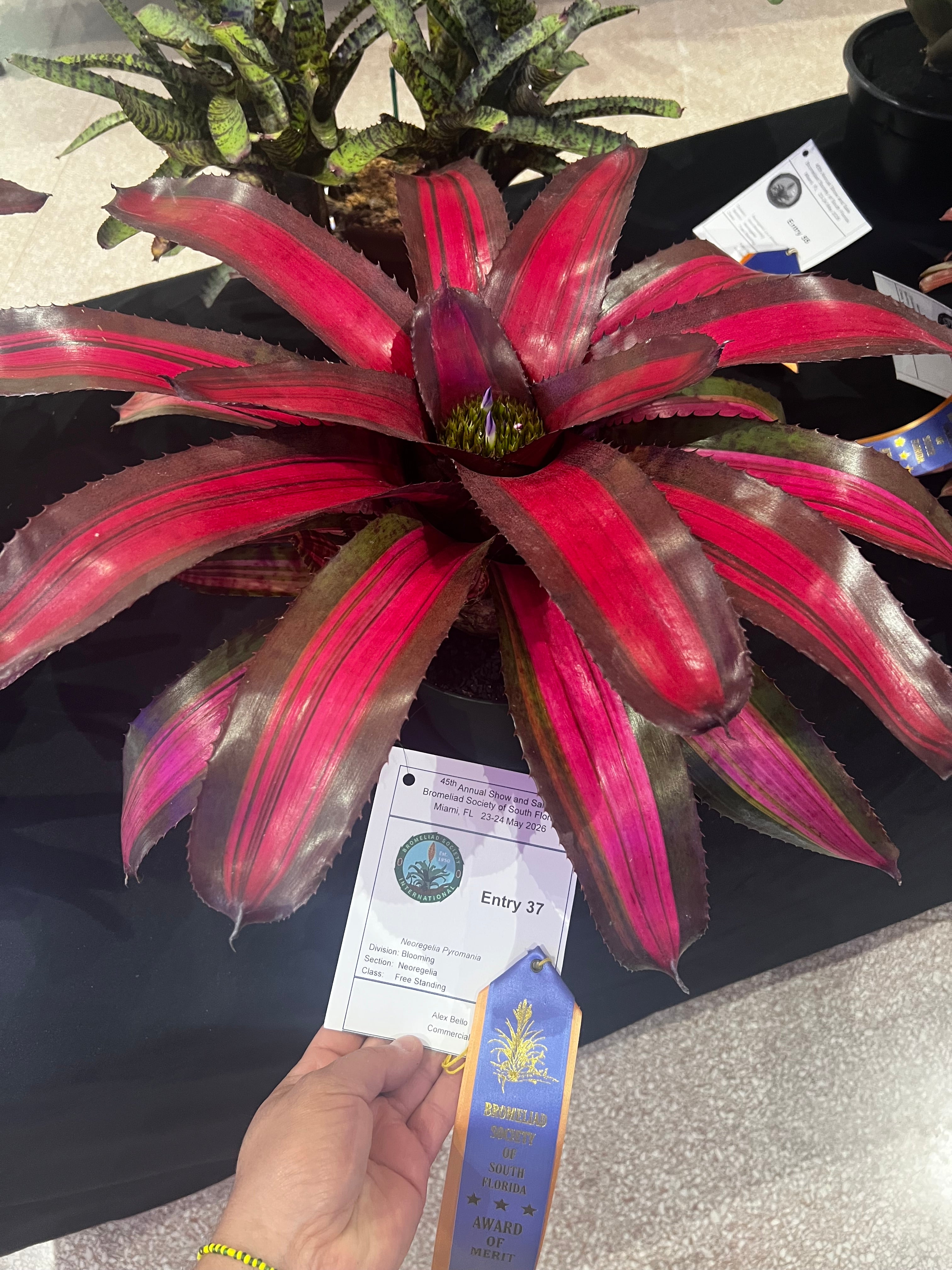 Neoregelia Pyromania "Skotak"