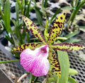 Bc. Hippodamia (Nodosa X Acalandiae)