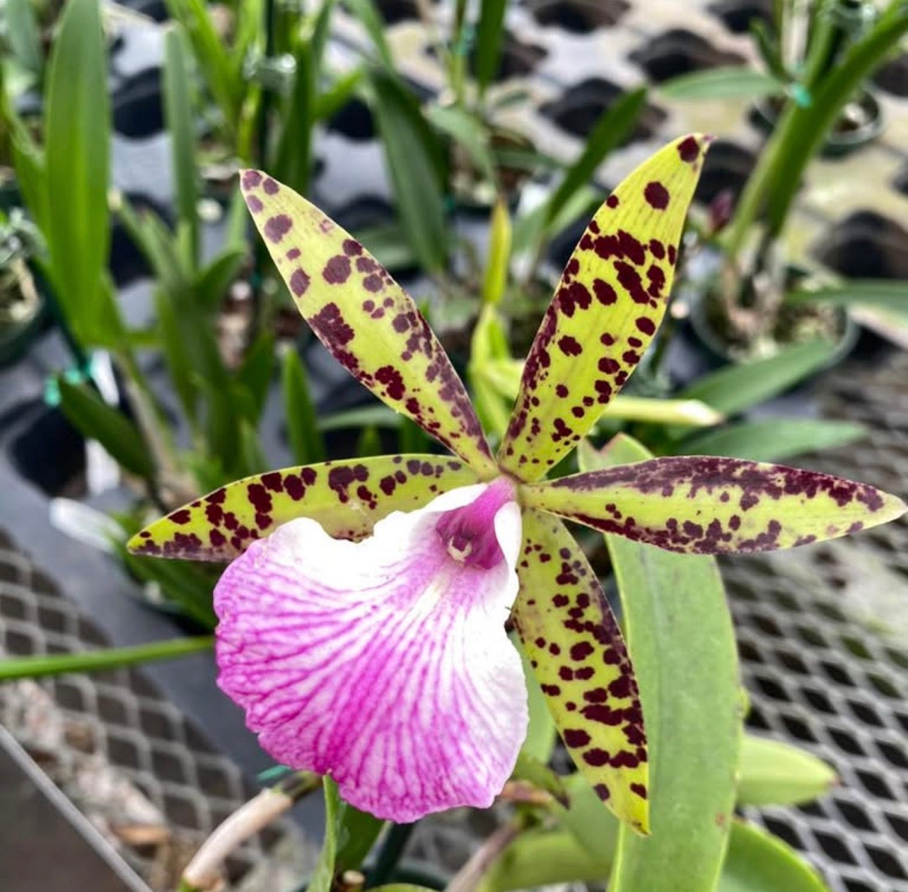 Bc. Hippodamia (Nodosa X Acalandiae)