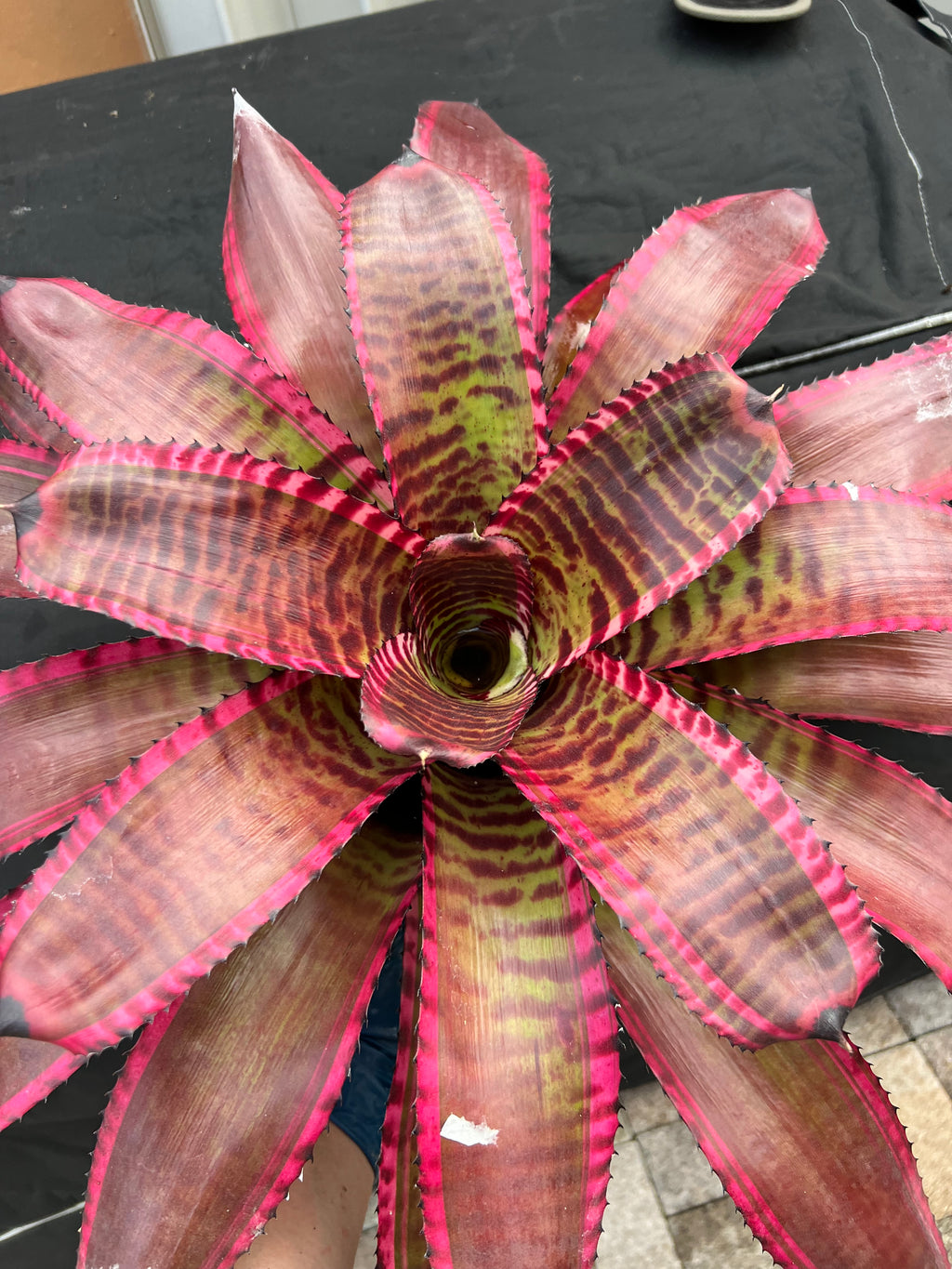 Neoregelia Bandolero “Skotak”