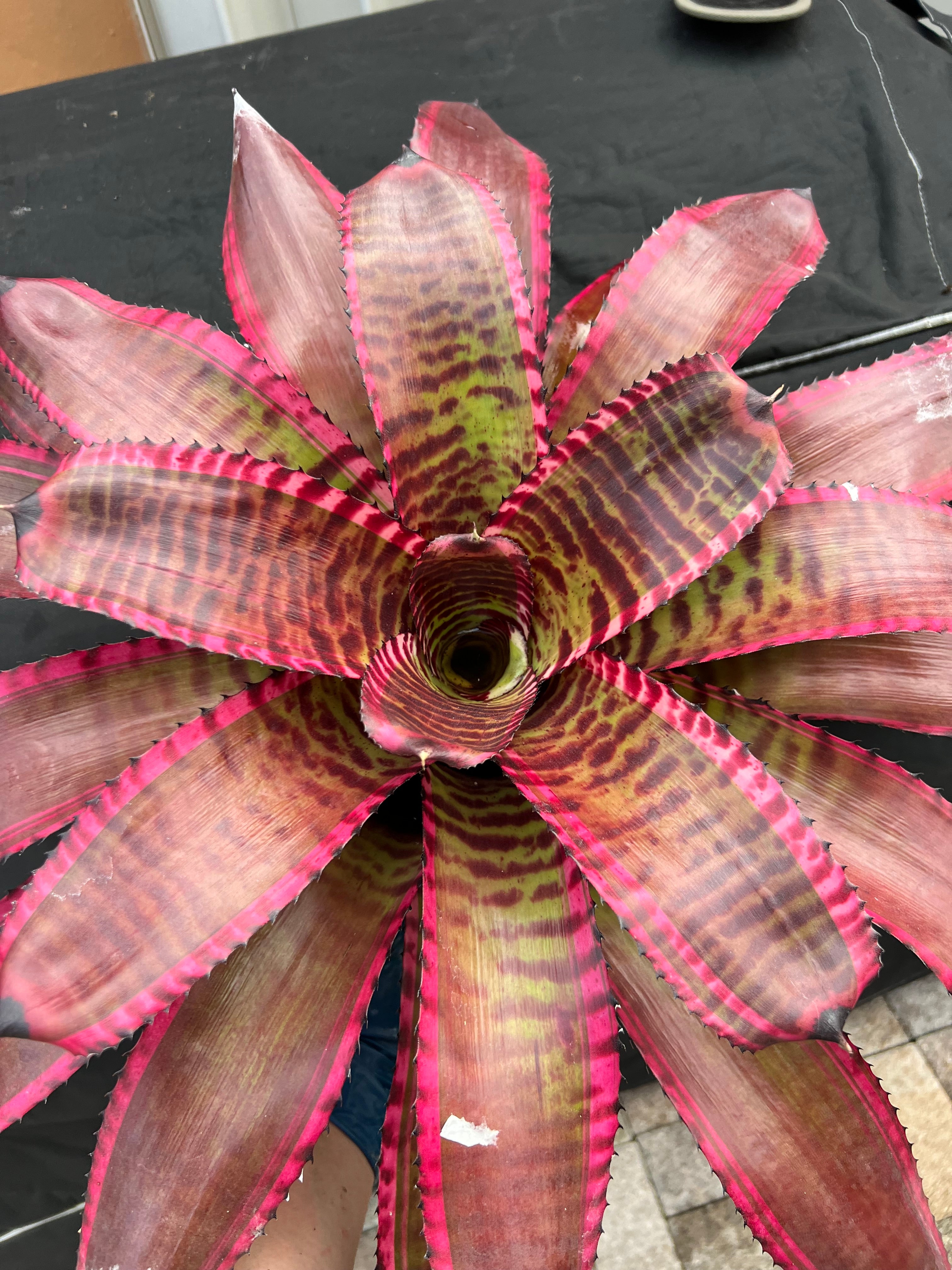 Neoregelia Bandolero “Skotak”