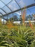 Tillandsia Culebra Amarilla