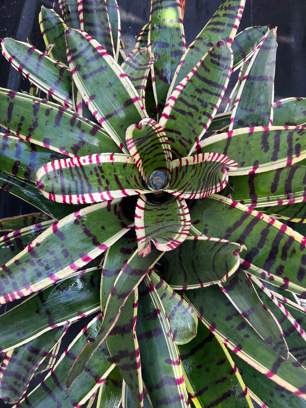 Neoregelia Band-Width "Skotak"
