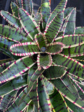 Neoregelia Band-Width "Skotak"