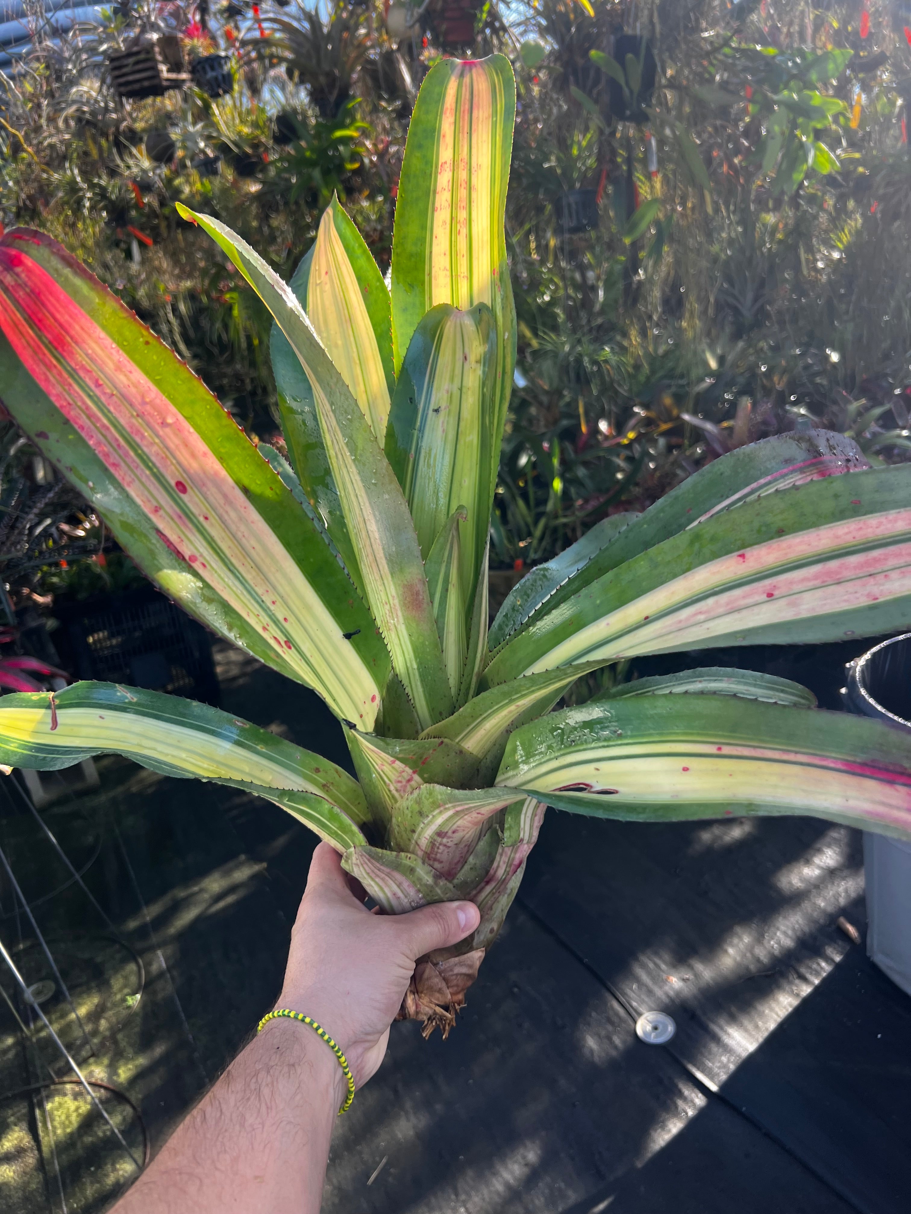Neoregelia Red Dog "Coleman"
