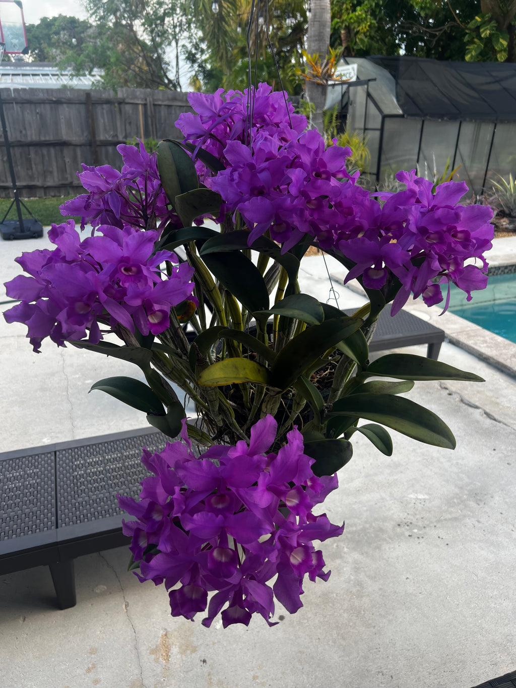 Cattleya Skinneri (HUGE SPECIMEN)